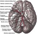 Cerebrovasculature.jpg